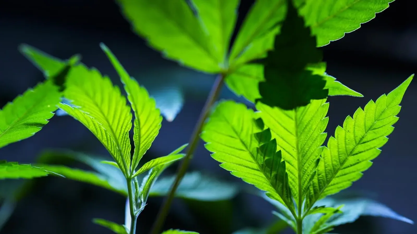 Portada de Construyamos la primera biblioteca digital sobre cannabis en Paraguay