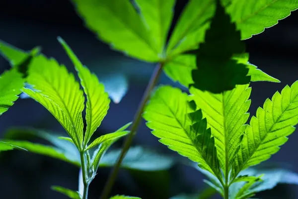 Portada de Construyamos la primera biblioteca digital sobre cannabis en Paraguay