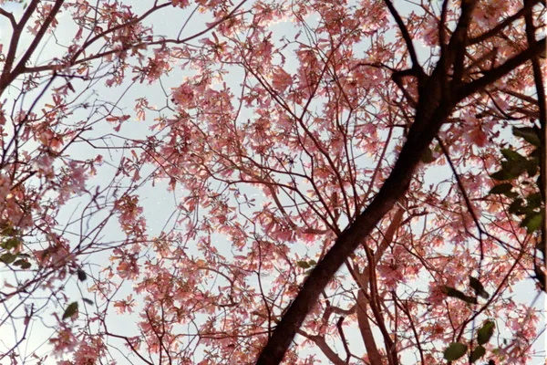 Portada de Jopea Mendez