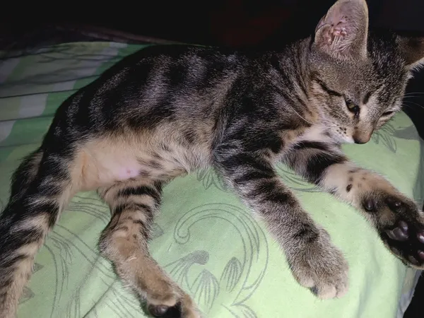 Tabi atigrado