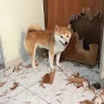 Avatar de Jopea Mendez