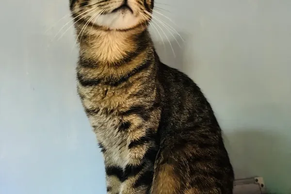 Portada de Sopigamer1